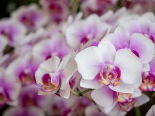 Orchid, Close-UP set of flowers in Chiang-Mai, Thailand