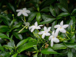 Water Jasmine, Close-UP set of flowers in Chiang-Mai, Thailand