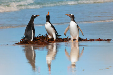 Obraz premium Group of Gentoo penguins (Pygoscelis papua) fighting on the beach, Saunders Island, Falkland Islands