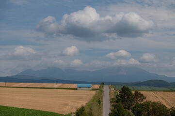 初秋美瑛の田園風景