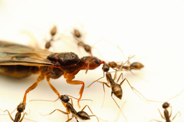 Carpenter ant with worker blackant