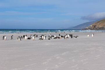 Group of Gentoo penguins (Pygoscelis papua) on the beach, Saunders Island, Falkland Islands