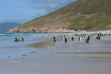 Group of Gentoo penguins (Pygoscelis papua) on the beach, Saunders Island, Falkland Islands