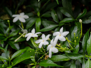 Water Jasmine, Close-UP set of flowers in Chiang-Mai, Thailand
