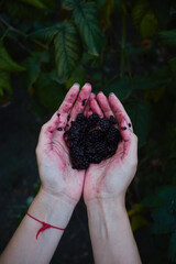 smashed blackberry in female hands