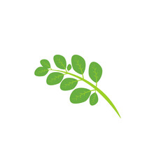 Moringa leaf Logo Template vector