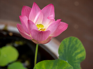 Pink Lotus, Close-UP set of flowers in Chiang-Mai, Thailand