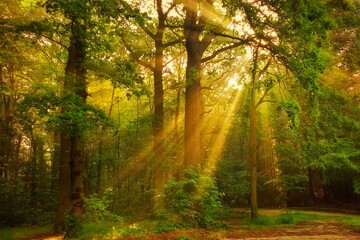 Fototapeta na wymiar Glowing rays of summer sun through deciduous forest foliage