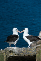 Courting Black-browed Albatross or Black-browed Mollymawk (Diomedea melanophris), West Point, Falkland Island
