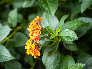 West Indian Lantana, Close-UP set of flowers in Chiang-Mai, Thailand