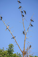 Crows protecting their nest from Coppersmith barbet.