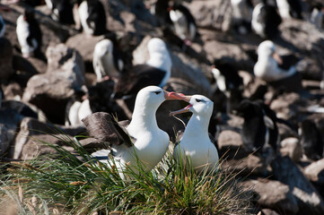 Courting Black-browed Albatross or Black-browed Mollymawk (Diomedea melanophris), West Point,...