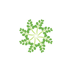 Moringa leaf Logo Template vector