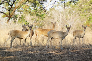 impala in the savannah