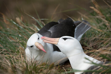 Courting Black-browed Albatross or Black-browed Mollymawk (Diomedea melanophris), West Point,...
