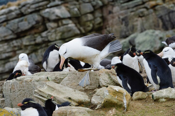 Fototapeta premium Black-browed Albatross (Thalassarche melanophris) in the middle of agressive Southern Rockhopper penguins (Eudyptes chrysocome), New Island, Falkland Islands, British Overseas Territory