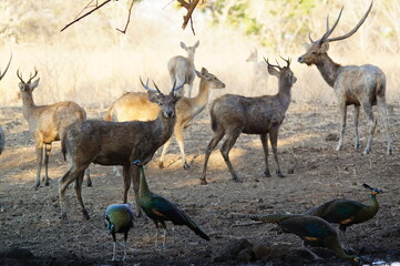 group of deer © PUGUH