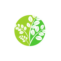 Moringa leaf Logo Template vector