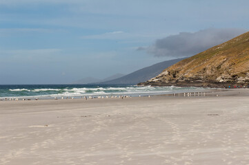 Rockhopper penguins (Eudyptes chrysocome) on the beach, Saunders Island, Falkland (Malvinas) Islands