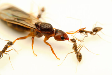 Carpenter ant with worker blackant