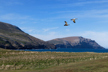 Couple of Upland Geese (Chloephaga picta) flying over Grave Cove, West Falkland Island, Falkland...