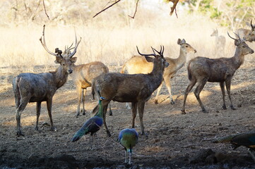 group of deer © PUGUH