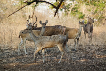 deer in the wild
