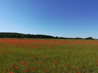 champs de coquelicots