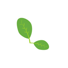 Moringa leaf Logo Template vector