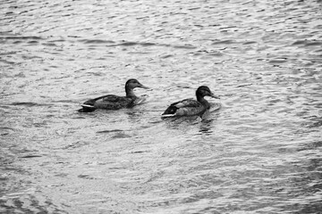 Couple de canards sur l'eau .