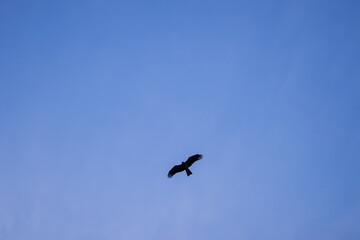 eagle in flight on blue sky