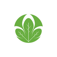 Moringa leaf Logo Template vector
