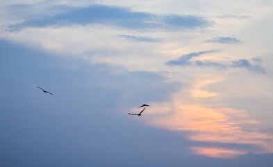 birds flying in the sky
