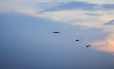 Fototapeta na wymiar flock of birds flying in the sky