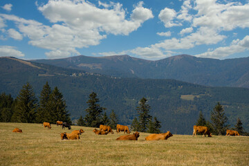 K&uuml;he in den H&ouml;hen der Vogesen am Petit Ballon