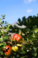 Pomegranates growing on the tree. Selective focus.