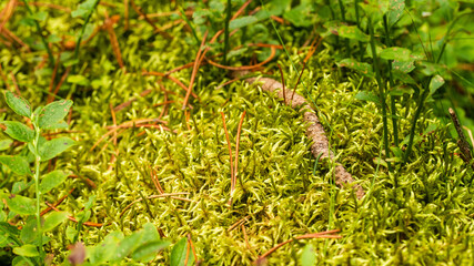 green moss on the ground
