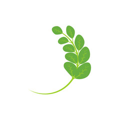 Moringa leaf Logo Template vector