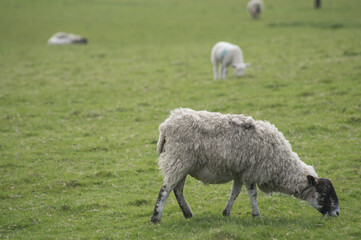 Obraz na płótnie Canvas A sheep grazing in a Yorkshire field