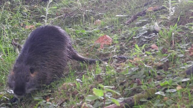 Nutria on the Bank of the canal.
