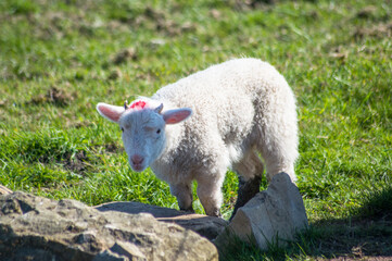 A lamb grazing in a Yorkshire field.