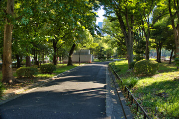 新緑の公園にある緑の木たち