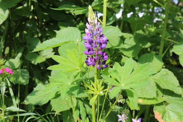  Lilac lupines bloom on a sunny day in the summer garden. 