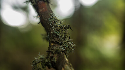 close up of a tree