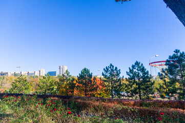 Autumn urban landscape on a Sunny day - yellow autumn trees in the Park, colorful red and orange leaves, and bright sky with clouds