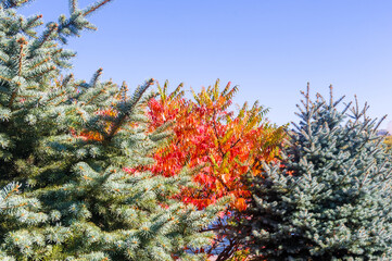 Autumn urban landscape on a Sunny day - yellow autumn trees in the Park, colorful red and orange leaves, and bright sky with clouds