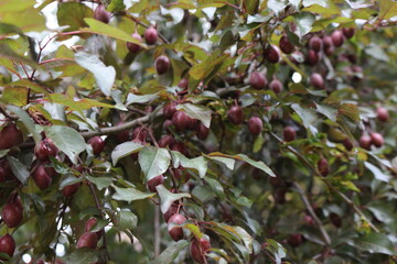 
Purple plums ripen in the summer in the orchard