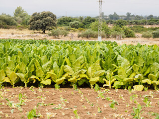 Tobacco plant in Valencia, Spain