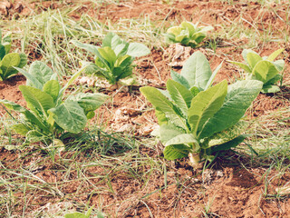 Tobacco plant in Valencia, Spain