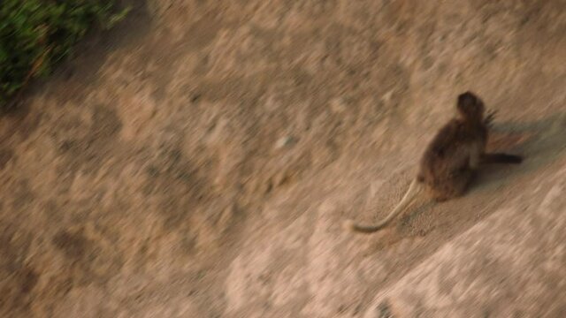 Gelada monkey sliding off hill, Ethiopia